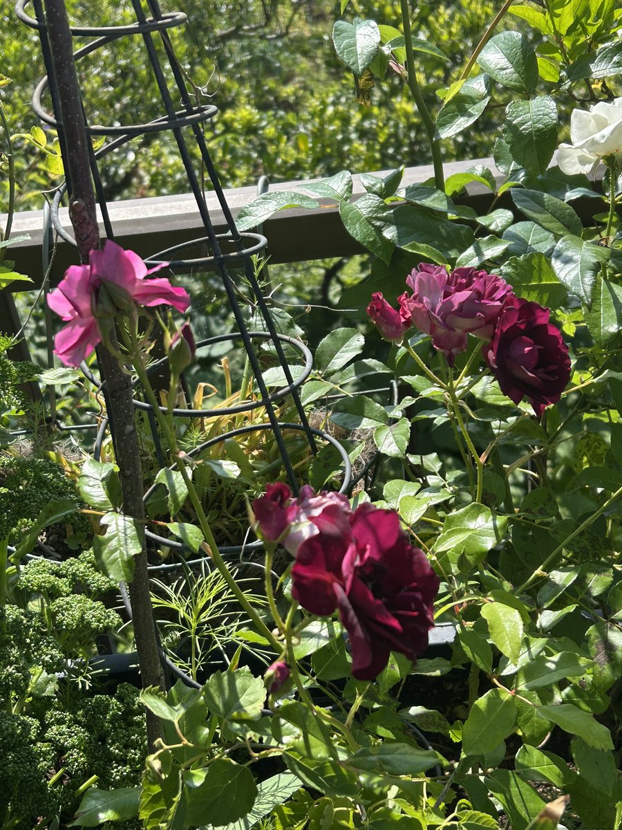 🎻🎸吉🚲🌷🥜 tweet media
