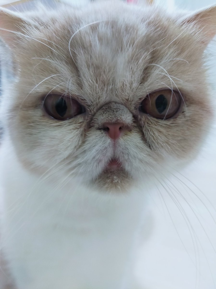 カフェねこ 猫カフェ にゃーにゃーにゃー (@nekocafenya) / Posts / X