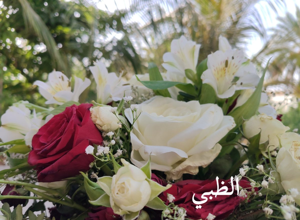 ظبية الباطنة tweet media