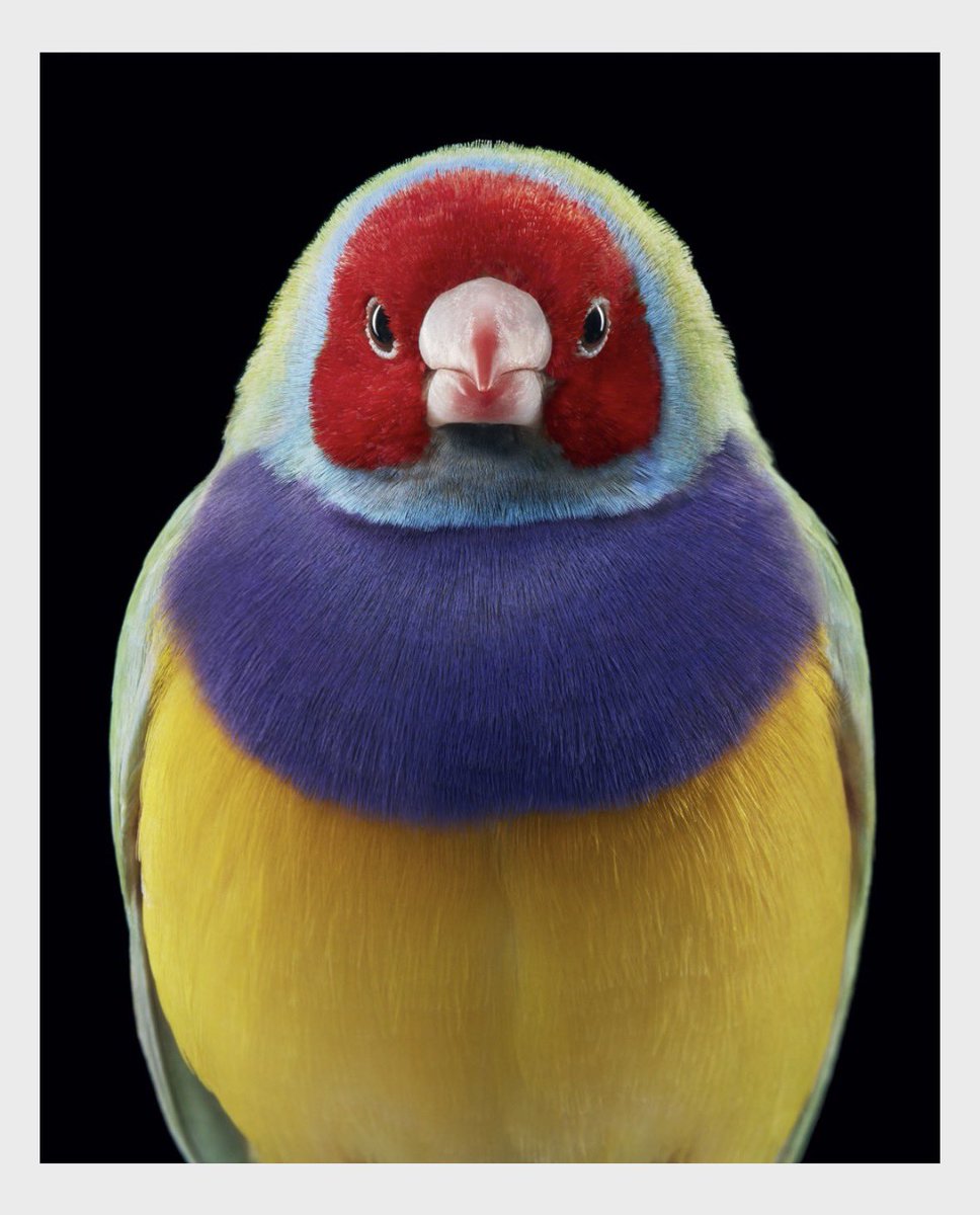 YBM106's tweet photo. Tim Flach Bird Studio Portraits
Top British photographer treats birds like professional models. Shot in studio with clean solid backgrounds and perfect lighting — just like formal human passport/fashion portraits, but super sharp! https://t.co/gq4l3NMEgy
