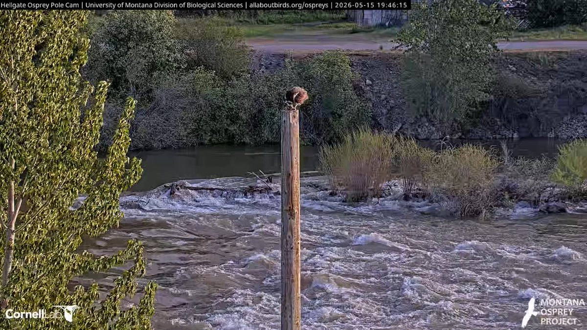 Hellgate Osprey tweet media