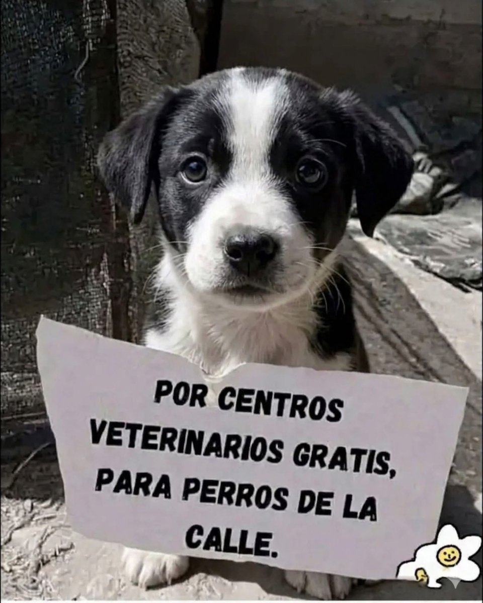 El Meme tweet media