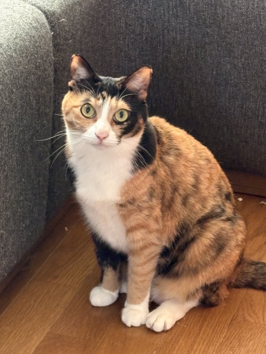 うなぎーぬ😼😼 tweet media