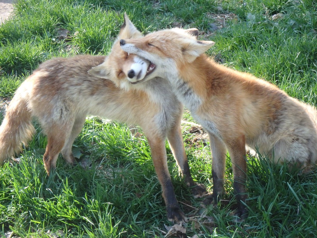 🐕karlunko🦊 tweet media