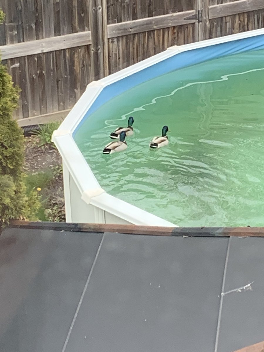 GoldenTheDuck tweet media