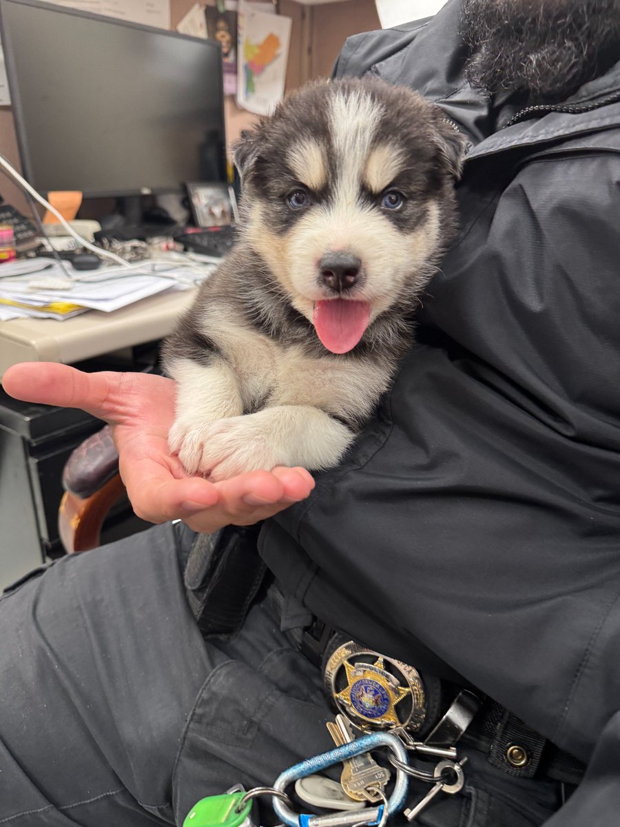 Pennsylvania SPCA tweet media