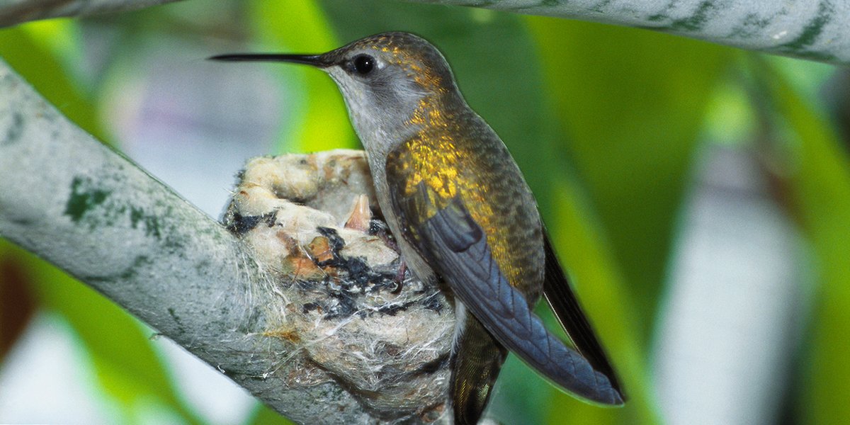 Smithsonian Migratory Bird Center tweet media