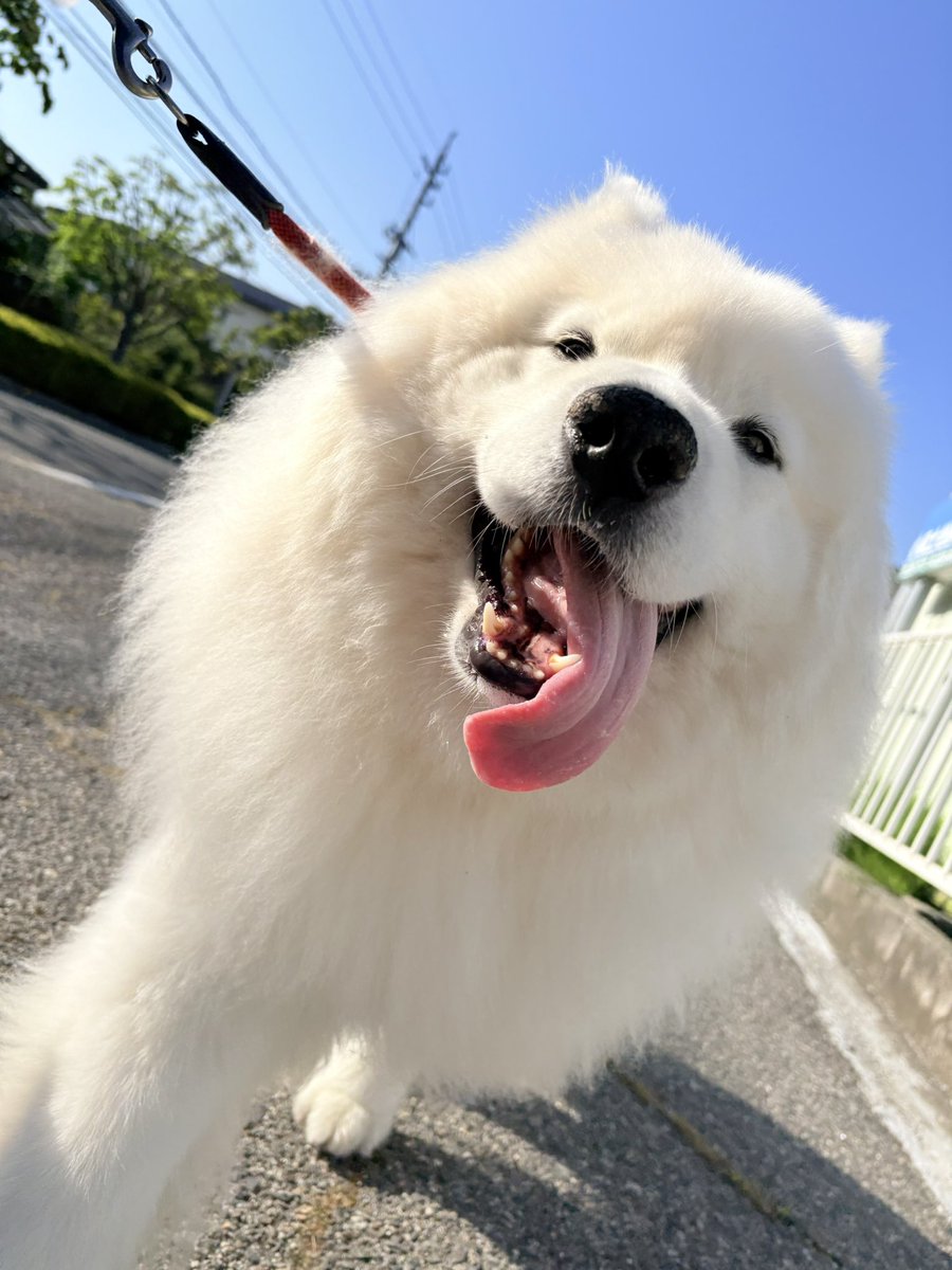 サモエドのサニー tweet media