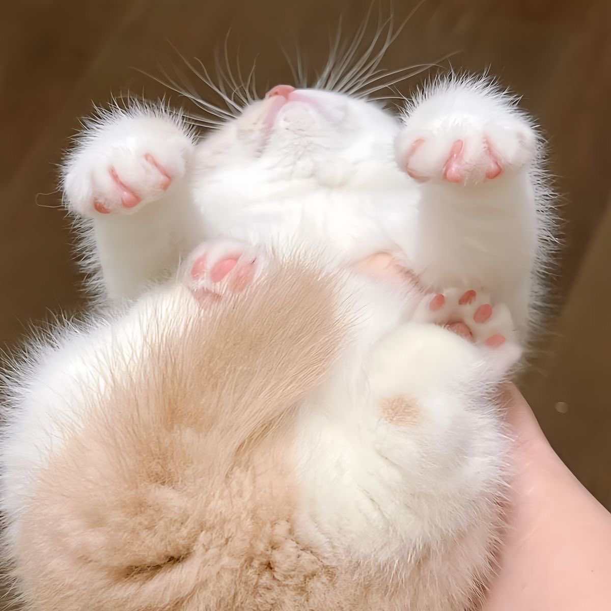 ゆん🐾 tweet media