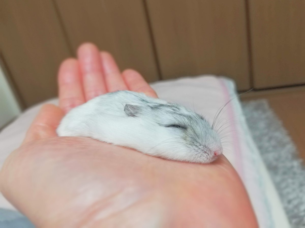 琴🐹🍀 tweet media