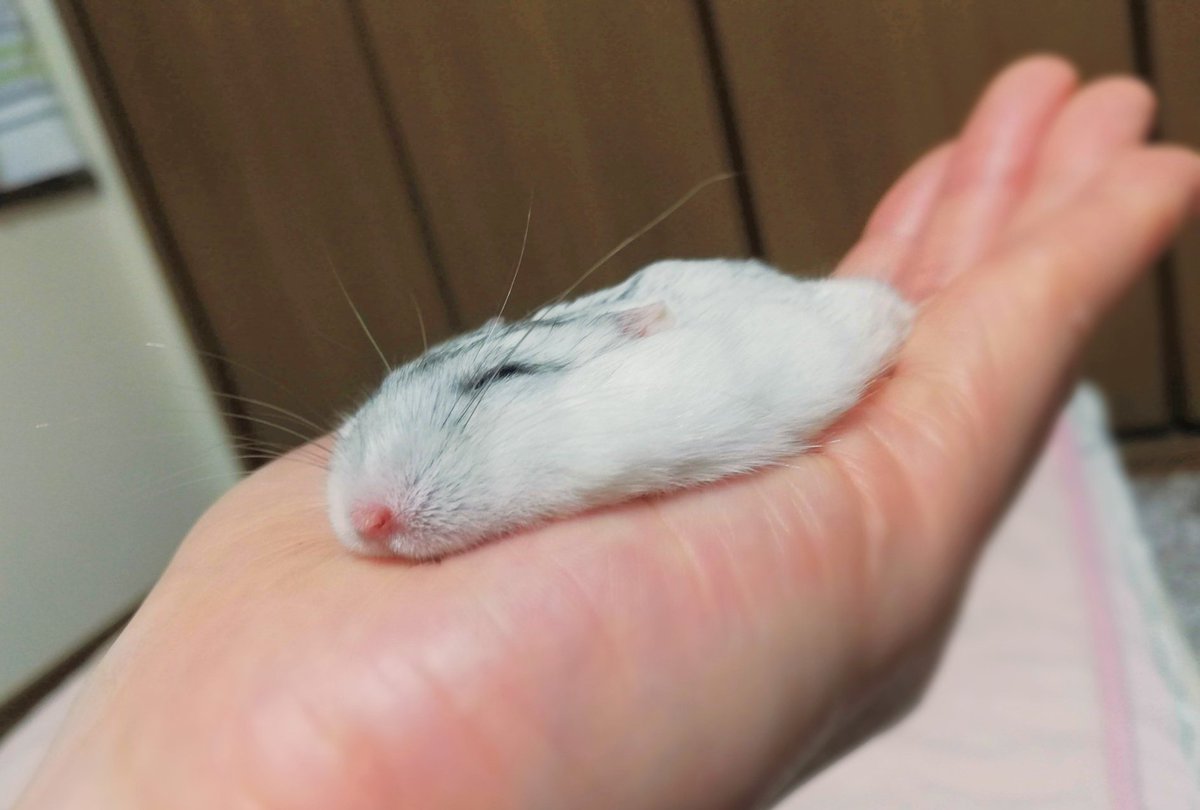 琴🐹🍀 tweet media