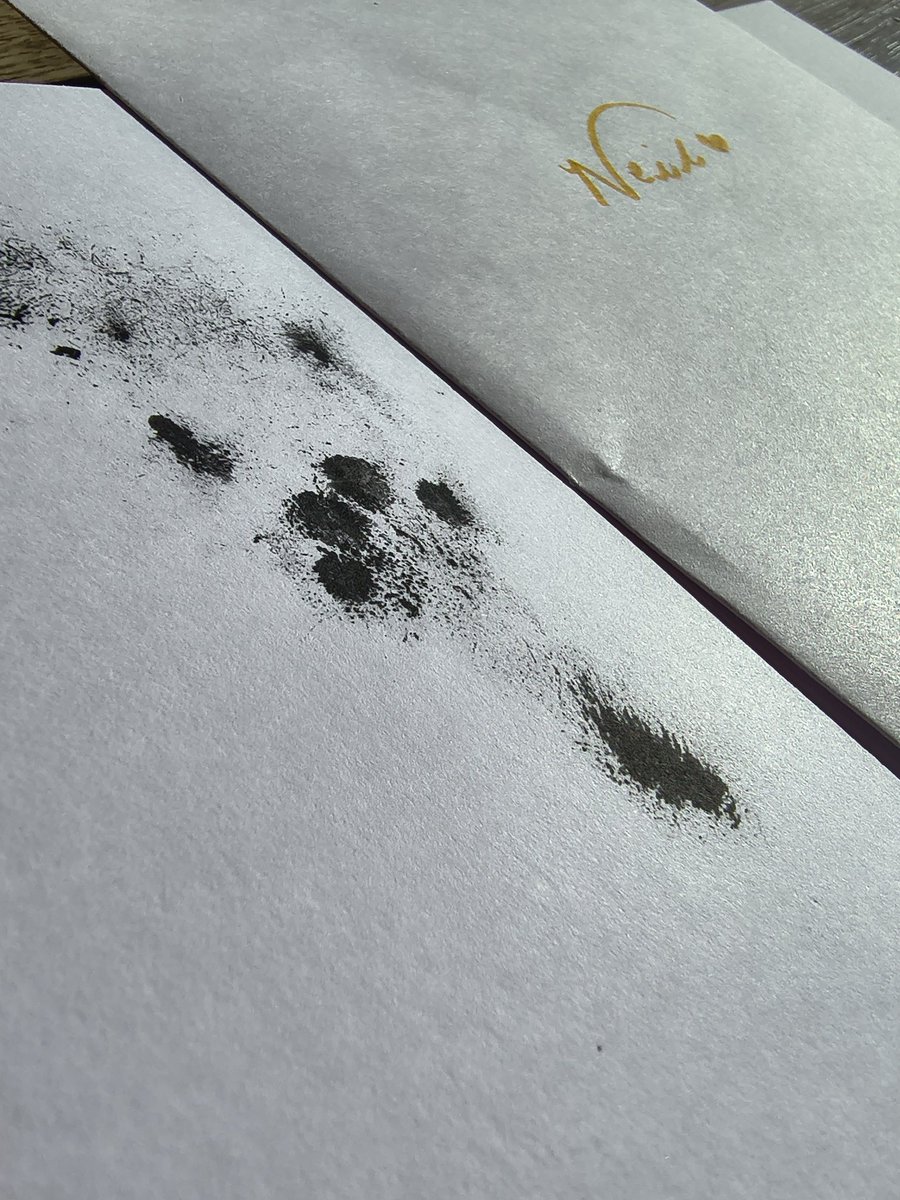 Neil The Rabbit tweet media