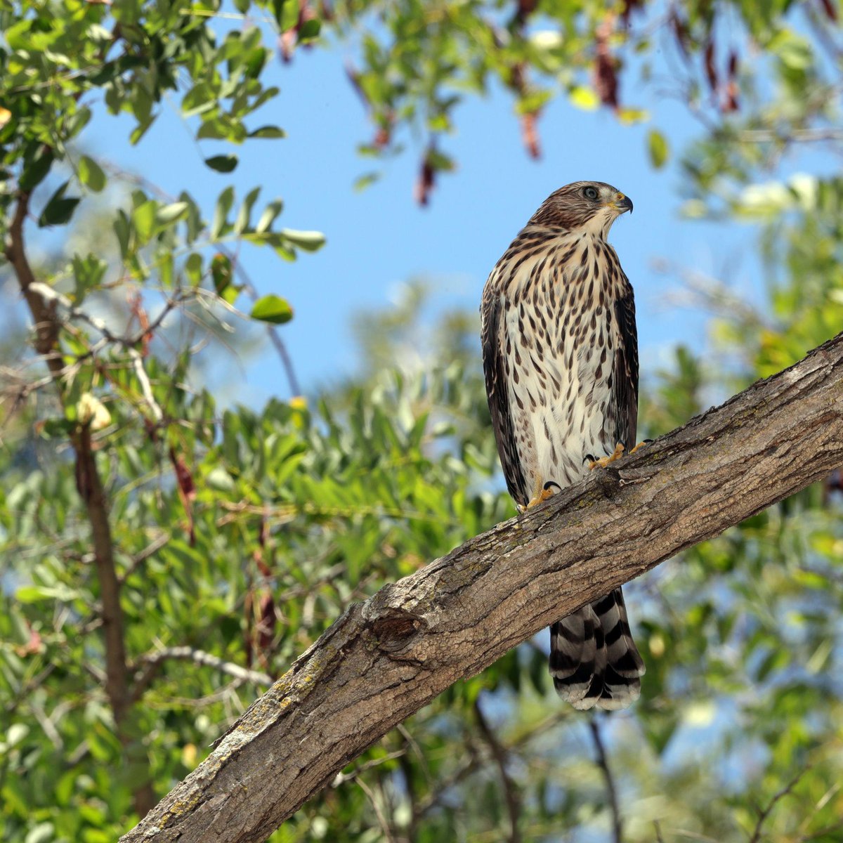 Katie 🌞 California LandBird tweet media