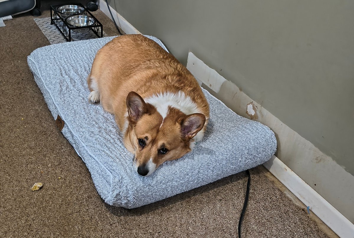 CompanionBridge's tweet photo. Bella's mom needs some help getting a biopsy on a large lump on her neck. Any help is appreciated.
https://t.co/thKt6ZIPMj https://t.co/0lbpOxar0L