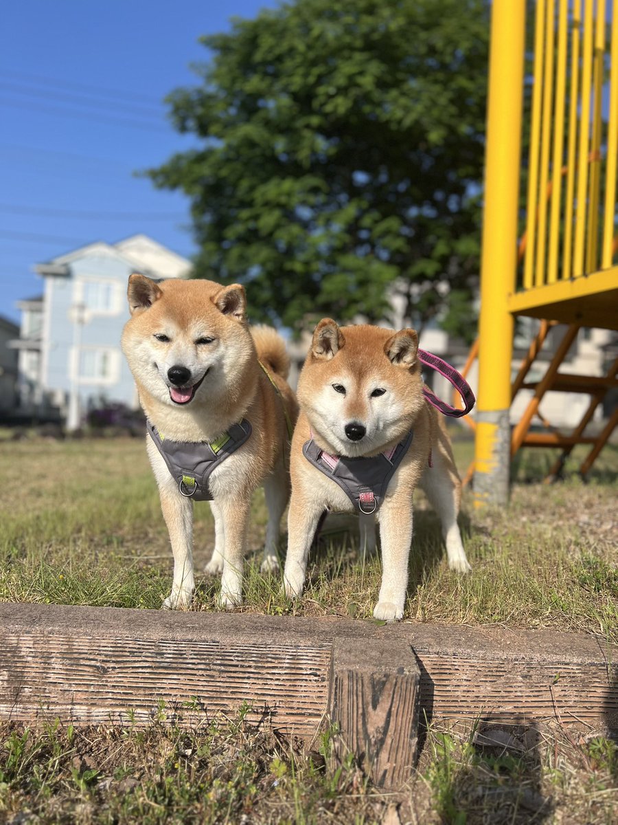 ゆず9🐾ぽんず6🐾 (@jajagi7jajagi) / Posts / X