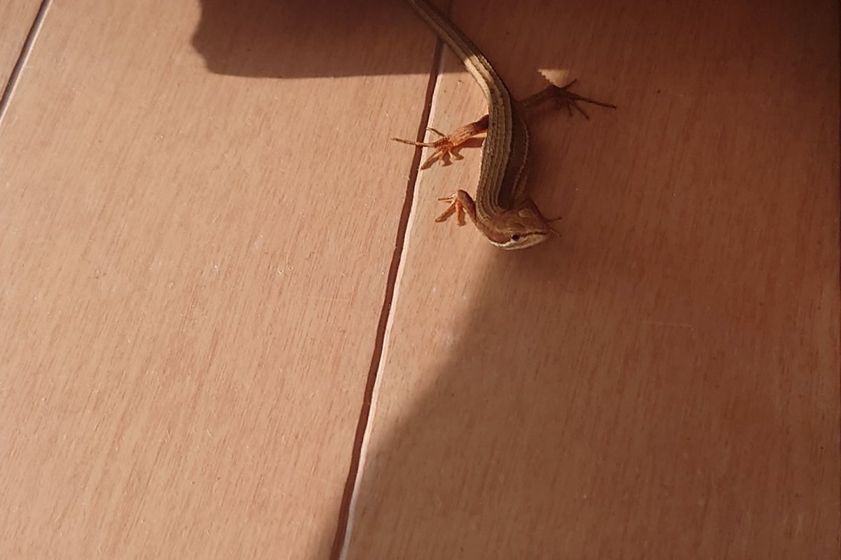 るな🦎🦎 tweet media