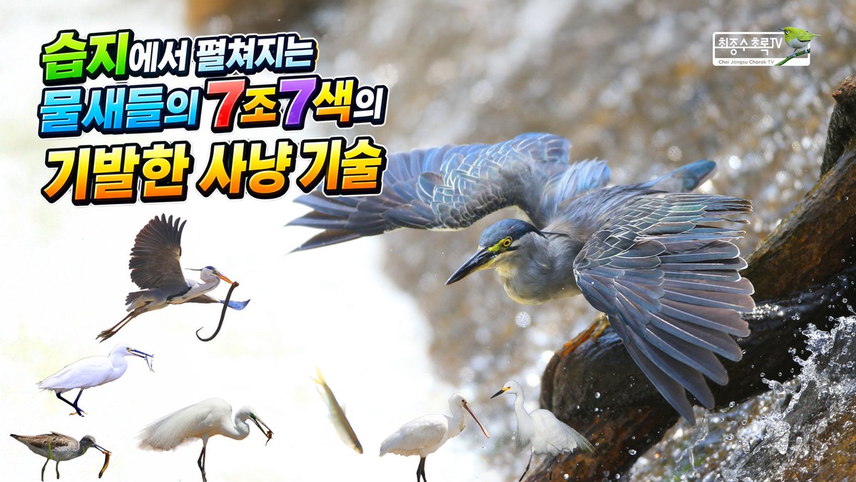 최종수 초록TV tweet media