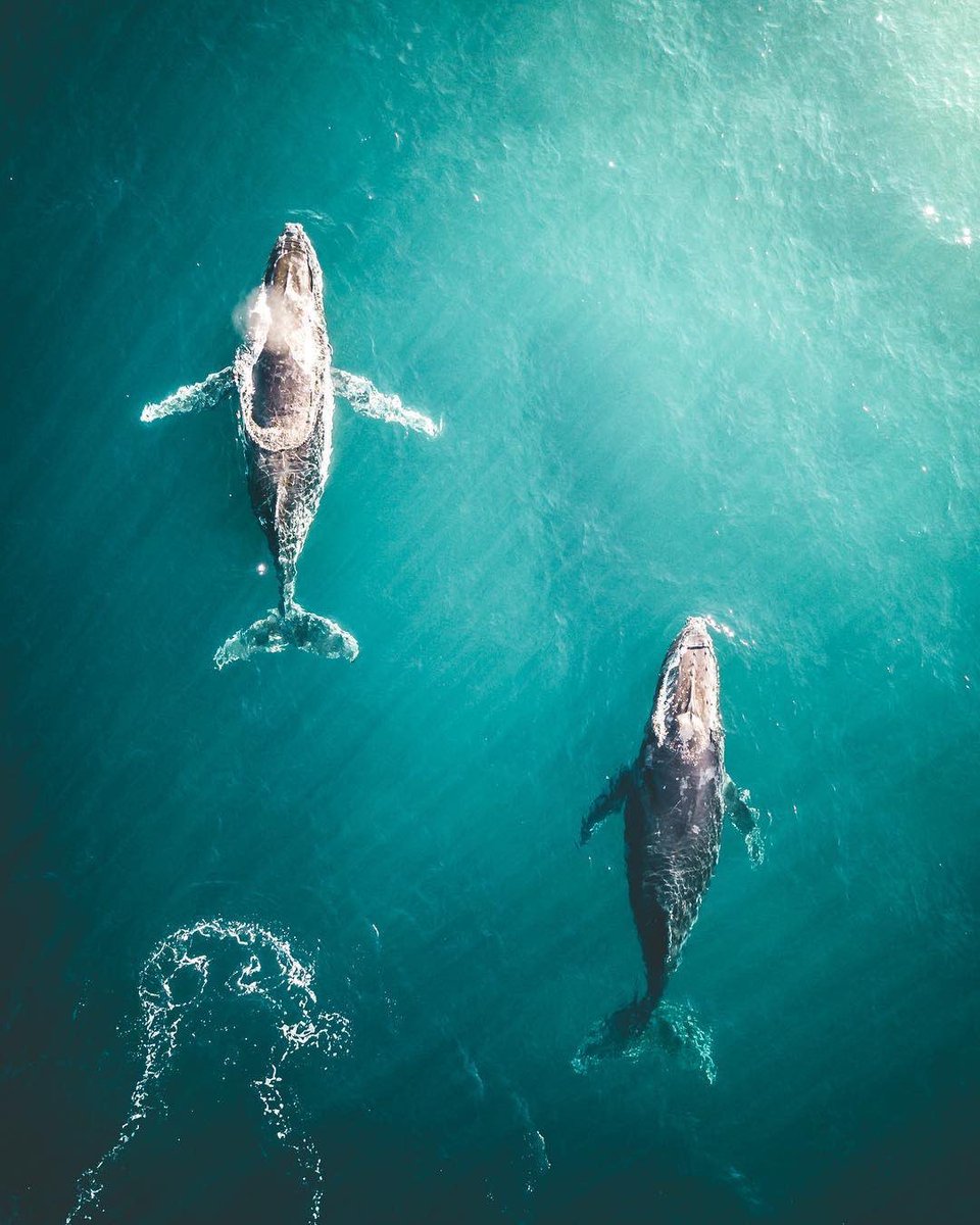 earthcurated's tweet photo. King and Queen of the ocean 🐋 | Photography by Robert Denham https://t.co/OaEiNe7ngC