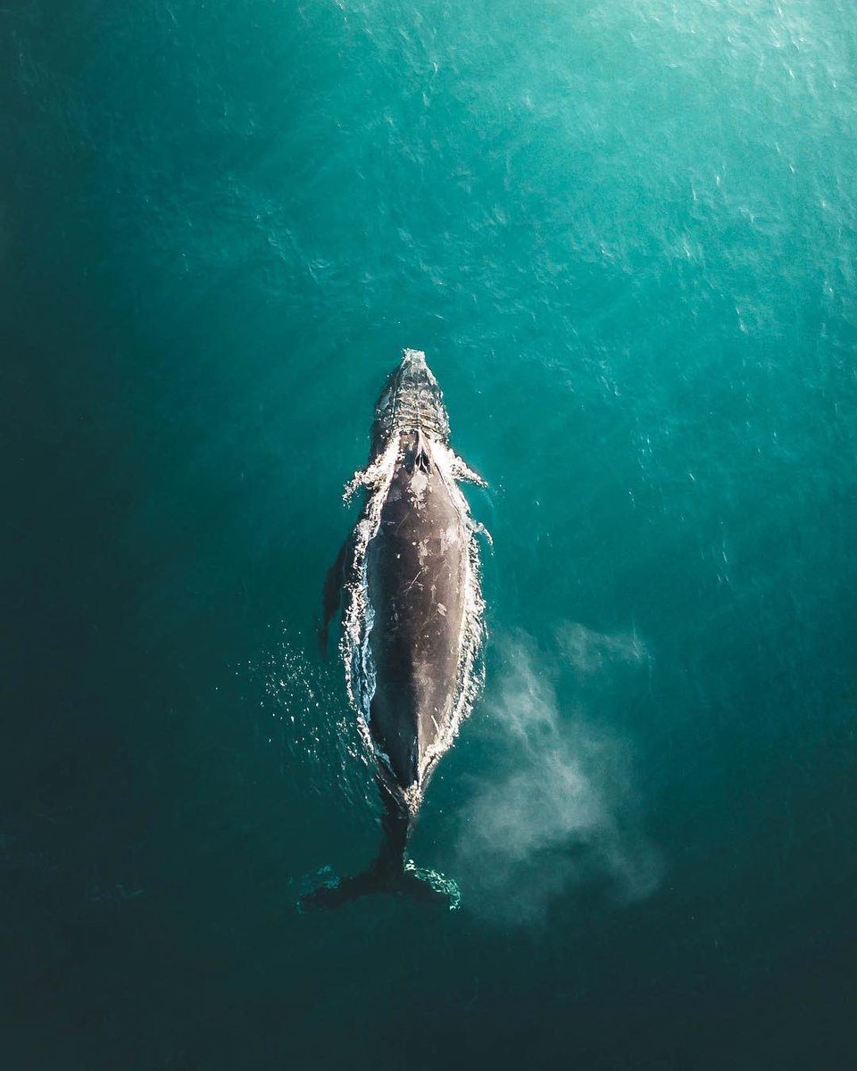 earthcurated's tweet photo. King and Queen of the ocean 🐋 | Photography by Robert Denham https://t.co/OaEiNe7ngC