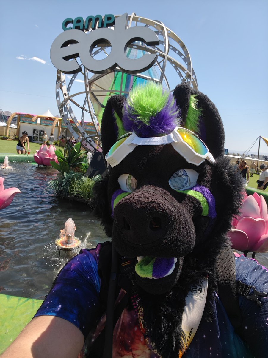 Shadow the WolfDog tweet media