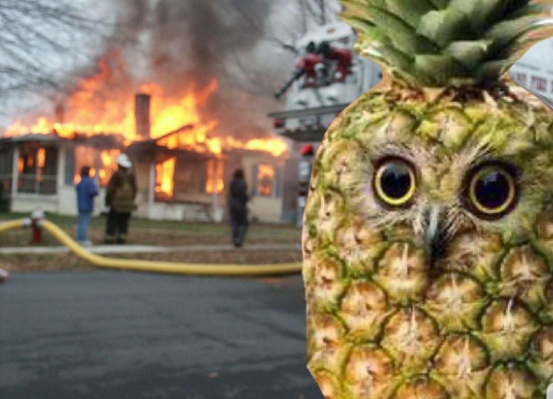 PINEOWL 🍍🦉 tweet media