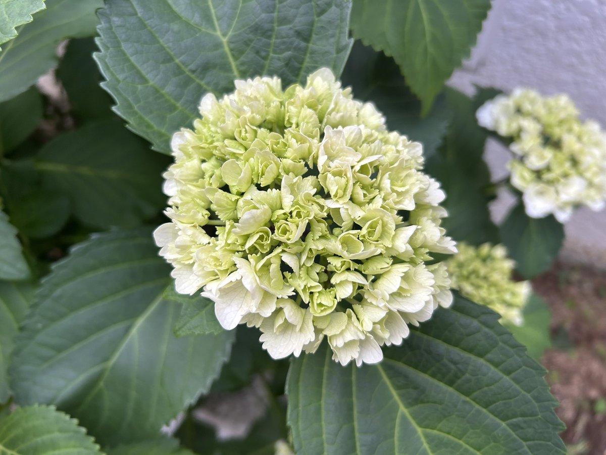 紫陽花 #hydrangea