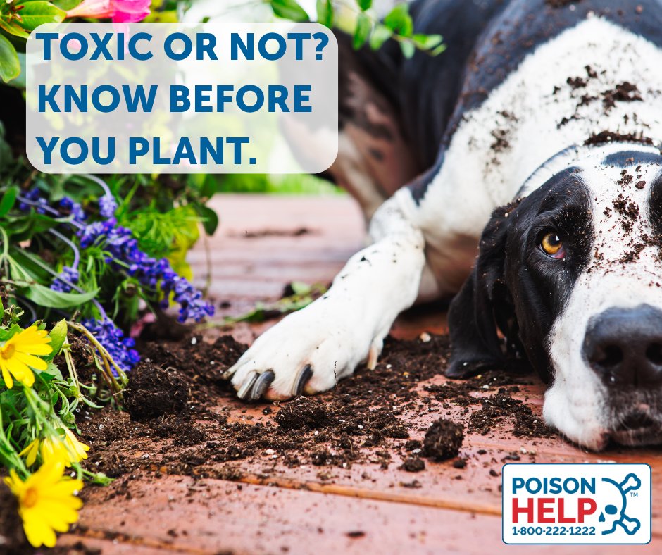 KSPoisonCenter's tweet photo. Many popular spring plants—like rhododendrons and azaleas—are highly toxic to pets. Check this list of toxic and non‑toxic plants to keep your pets safe this spring: https://t.co/9aiAnPwKwD. 
#PreventPoison https://t.co/V3gFkrsErm