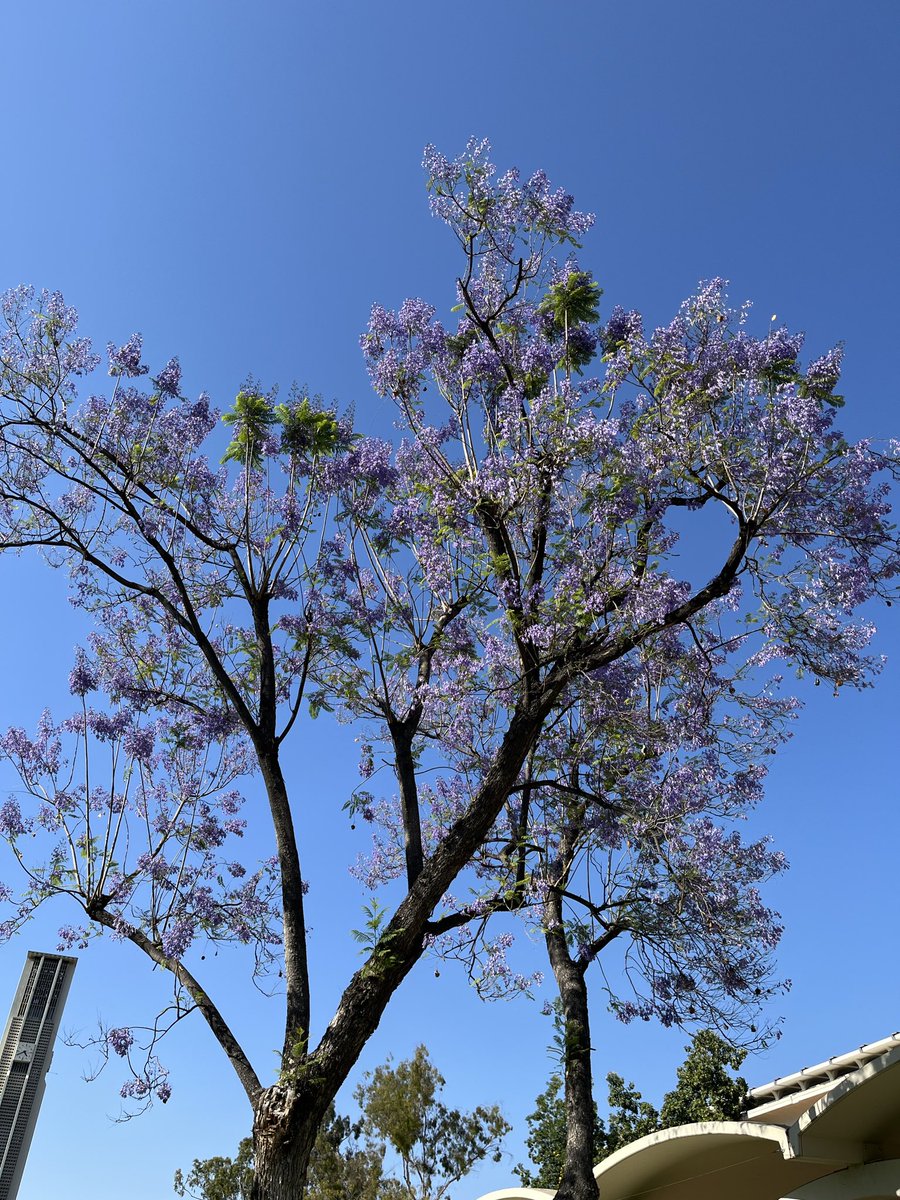 kayakam's tweet photo. G1に参加される皆様、がんばってください！！ジャカランダの花咲くカリフォルニアより

#ハンビレ https://t.co/nBLhNo7uX6