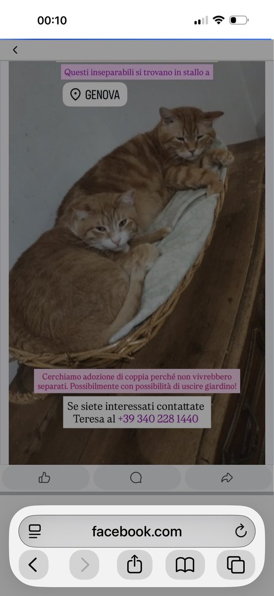 Elisabetta Poletti tweet media