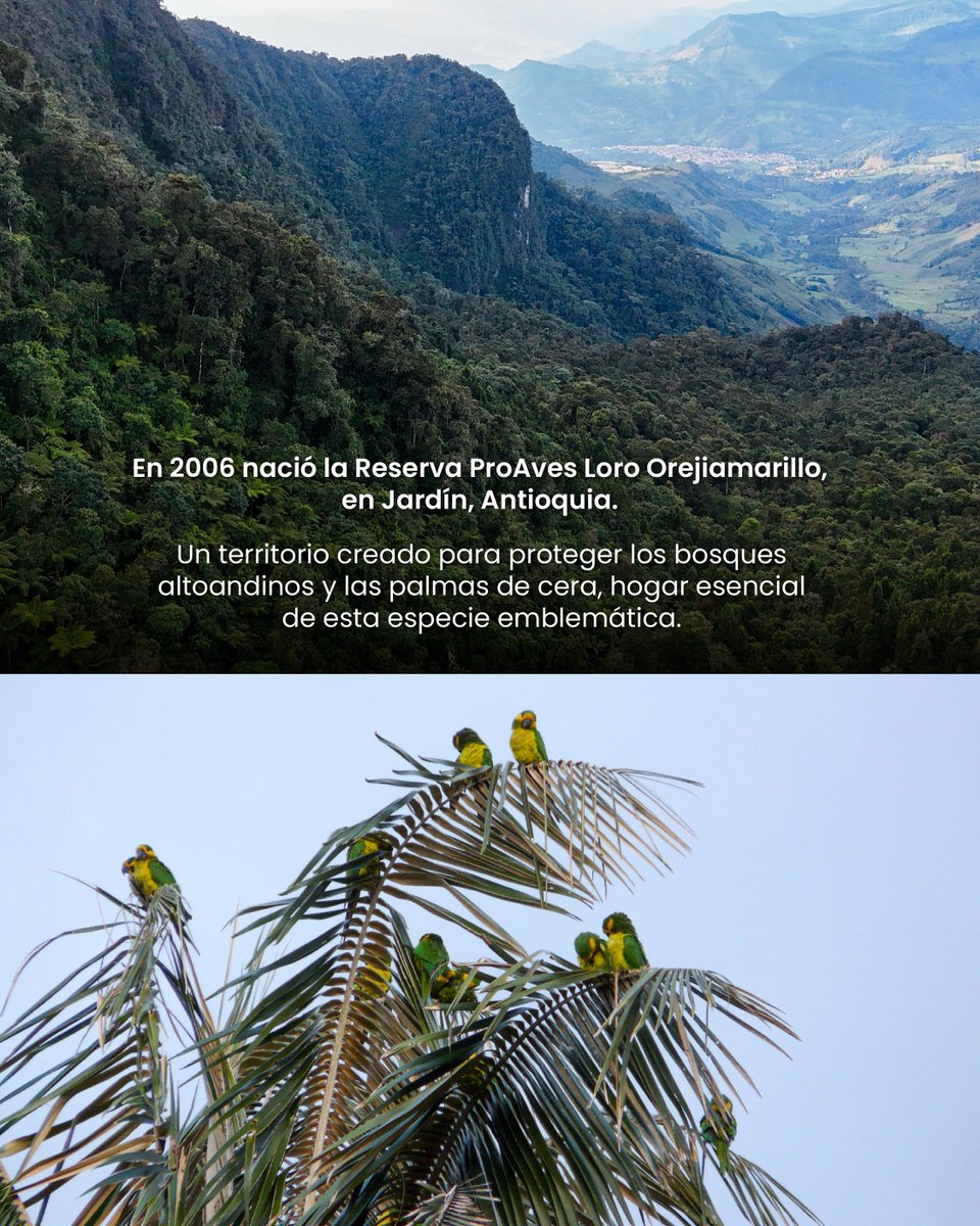 ProAvesColombia's tweet photo. Hace 20 años nació la Reserva ProAves Loro Orejiamarillo. 🦜🌿
Creada para proteger al Loro Orejiamarillo (Ognorhynchus icterotis), una de las aves más emblemáticas y amenazadas de Colombia, y símbolo de nuestra misión de conservación. 💚
#ReservaLoroOrejiamarillo #ProAves https://t.co/ug19My8cRk
