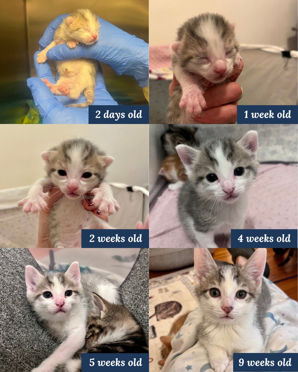 Tree House Humane Society tweet media