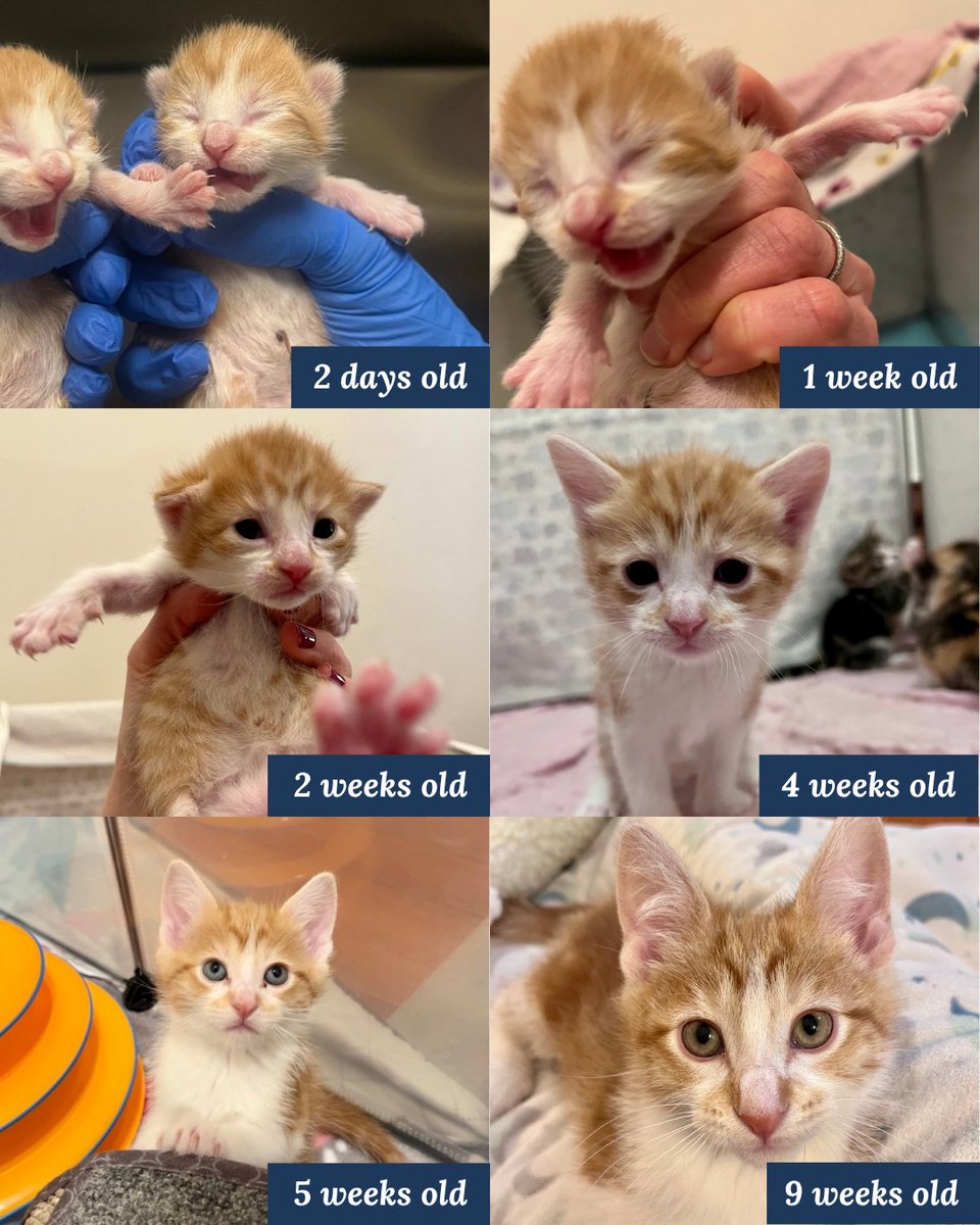 Tree House Humane Society tweet media
