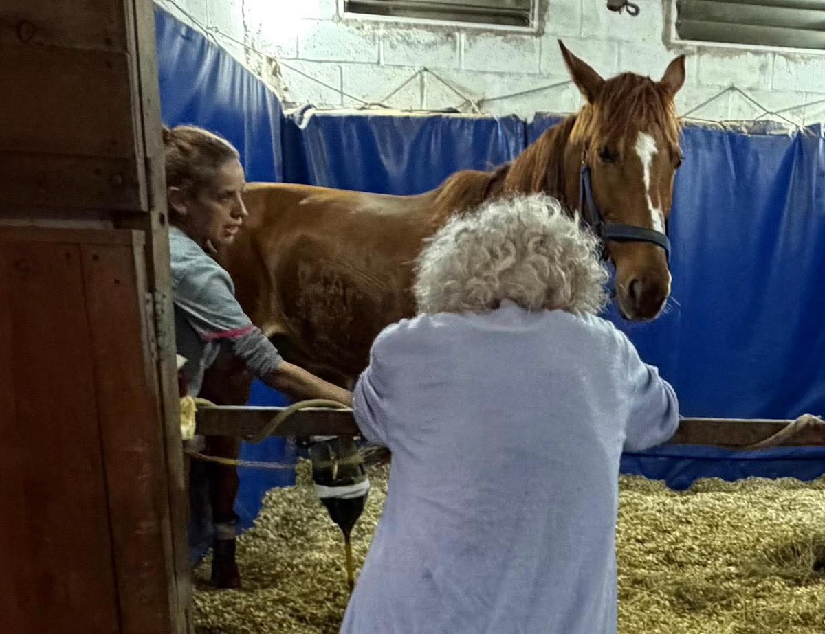 ACMA CABALLOS tweet media