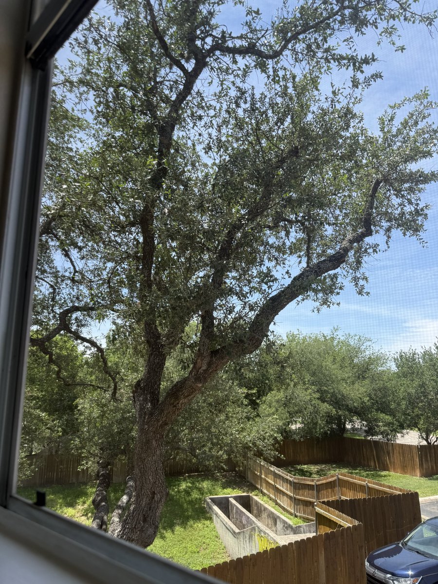 liminalchaii's tweet photo. new apartment + tree unlocked https://t.co/povJ82X42Y