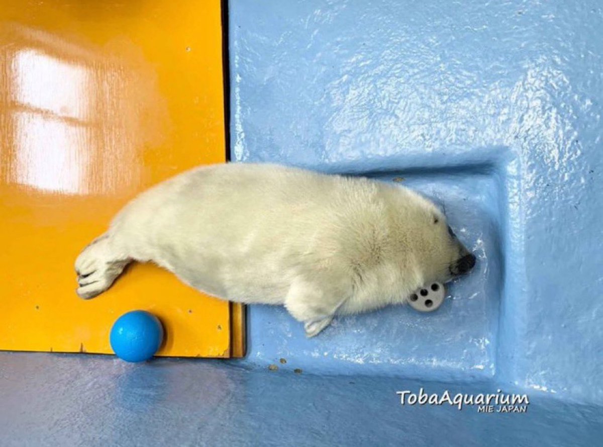 Herbuurna 🦭🇵🇷 tweet media