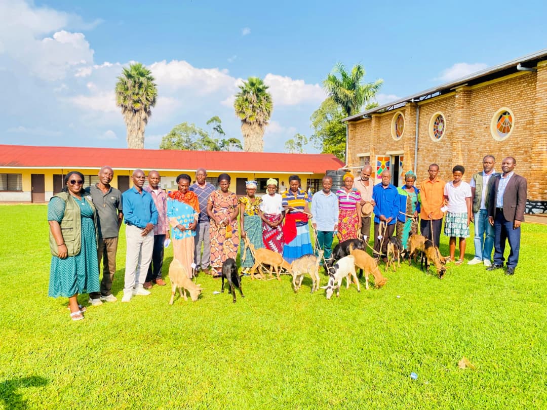RwandaCejp's tweet photo. 🐄 Dans le cadre du programme Genre et Paix, la CEJP Rwanda avec les CDJPs de Gikongoro&amp;Cyangugu a distribué du petit bétail aux familles en situation de conflit.  📍 Paroisses de Cyanika (Gikongoro) &amp; Mushaka(Cyangugu).🎯 Objectifs : Subsistance, Cohésion et Paix. ✌️ https://t.co/1ywEgnr7dX