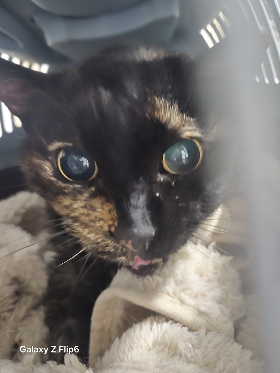 🐈🐈la casa di Mosè e gli angeli di Stranumana🙏💛 tweet media