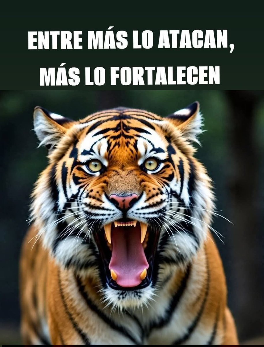 Esponja tweet media