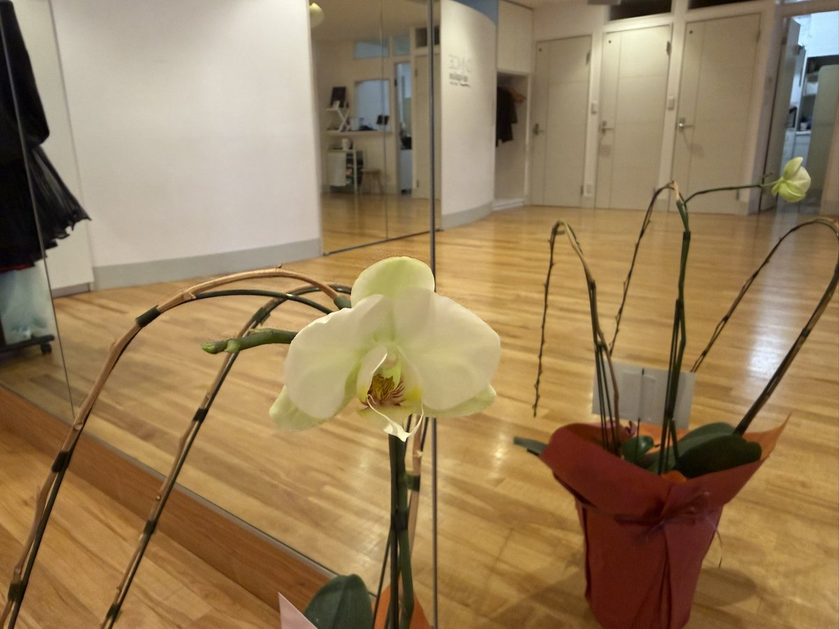 DanceMeguro's tweet photo. 今まで胡蝶蘭を見てきて、初めて花芽から胡蝶蘭が咲いたよ💐

友莉亜が胡蝶蘭を頂いてから、あれ〜？何か花茎から出てるな〜…？

やっぱり、花が咲くと嬉しいですね〜☺️

友莉亜〜、胡蝶蘭咲いたよ〜✨
(ただいま、ブラックプールに向けて留学中)

#胡蝶蘭
#辰巳友莉亜 https://t.co/r74a5ytbD0