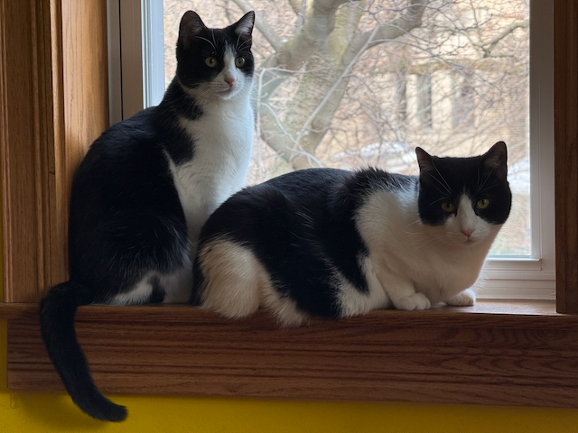 Tree House Humane Society tweet media
