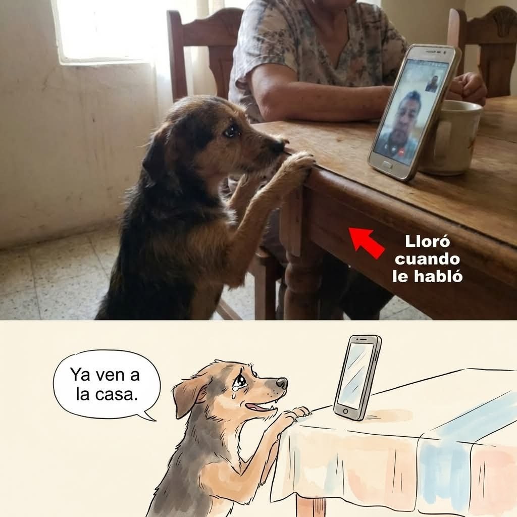 ANIMALITOS SANADORES tweet media