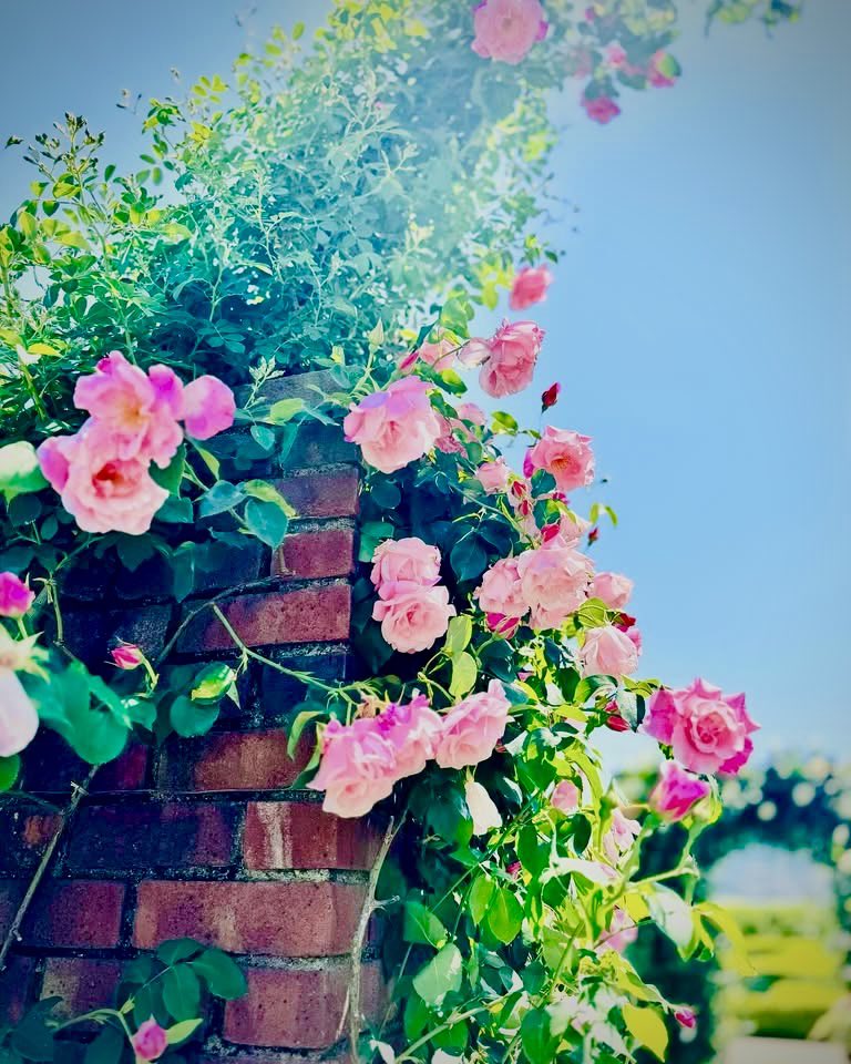 5bexbo's tweet photo. 大津イングリッシュガーデン https://t.co/sYOMXxtUlp