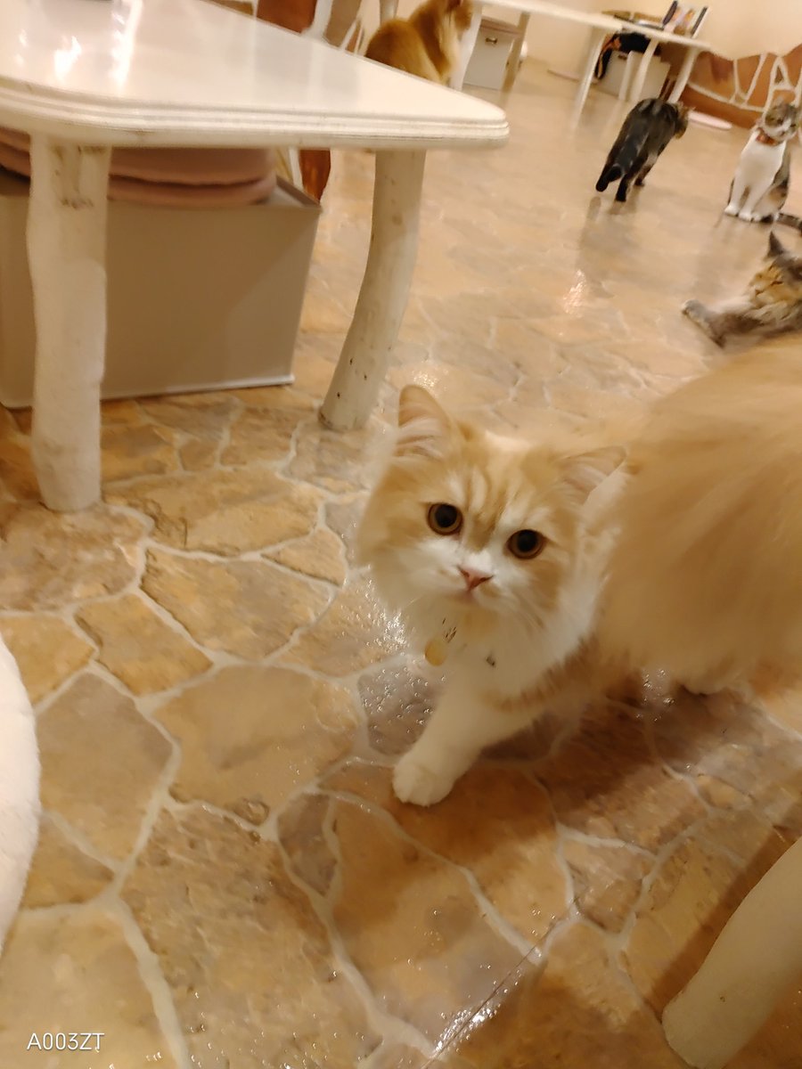 Grace18202077's tweet photo. 昨日、吉祥寺の猫カフェ行きました😸うちの小夏が一番なのに、ちょっと浮気しちゃいました🙏 https://t.co/ZKNzTTiG0S
