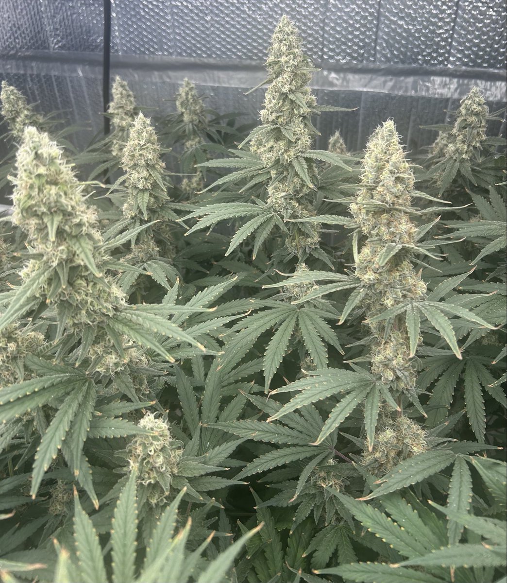 thecannalife420 tweet media