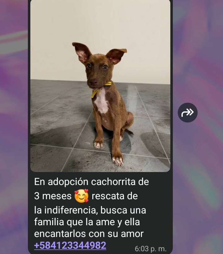 JLLVARELA's tweet photo. Zona Caracas, Guarenas, Guatire 🙏🏻❤️🐶 https://t.co/xU30qZmeM7