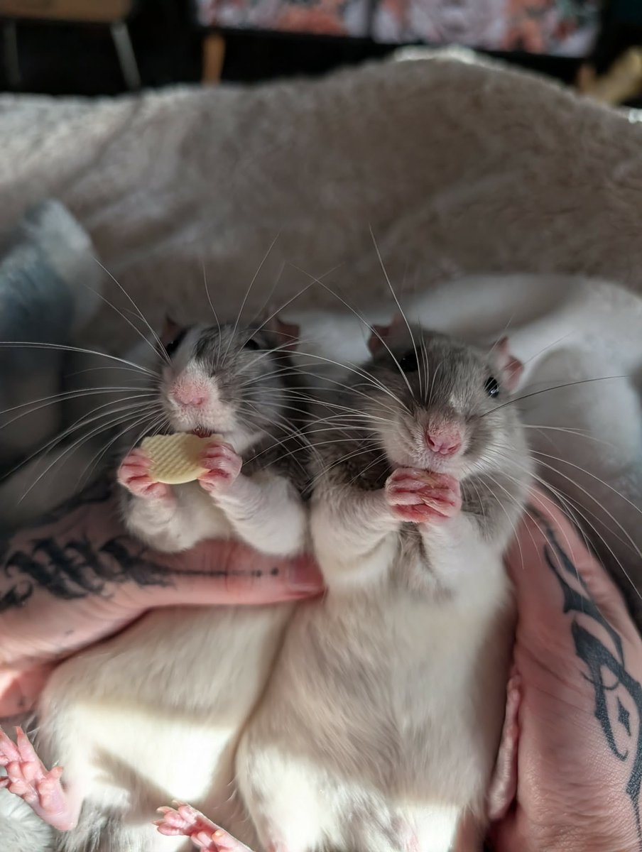 a bunch of rats✨ tweet media
