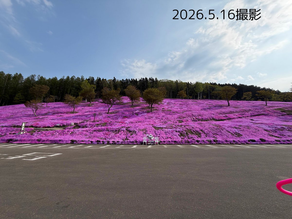5/16北海道滝上町芝ざくら情報】 ・本日！5/16（土） 10:30~/13:30