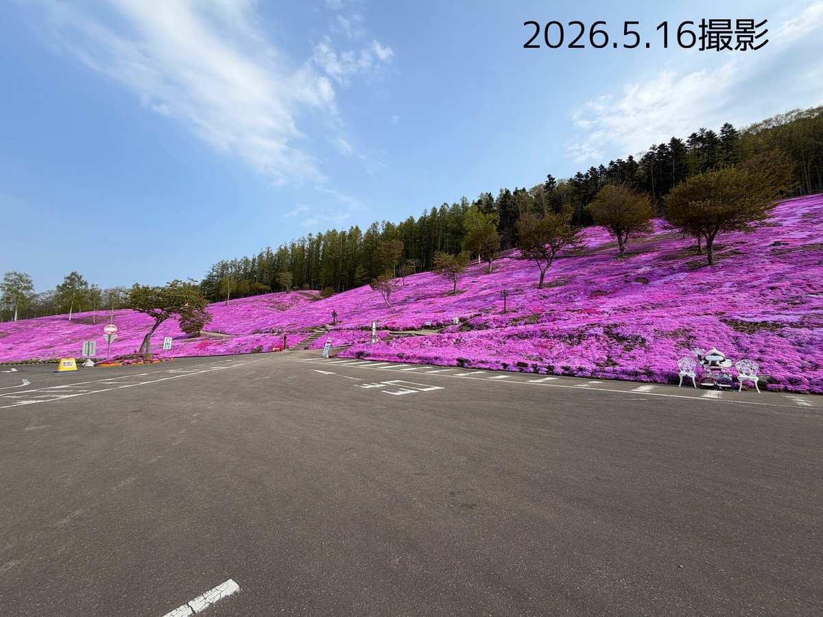5/16北海道滝上町芝ざくら情報】 ・本日！5/16（土） 10:30~/13:30