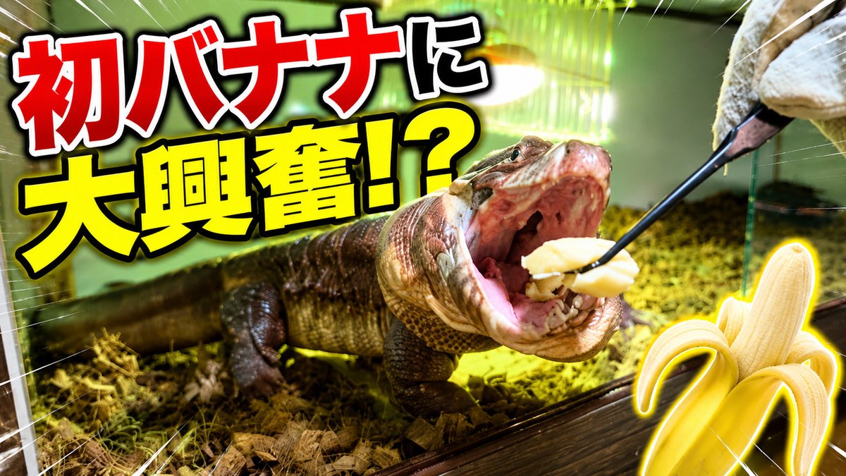 Taki__Channel's tweet photo. ⭐️YouTube更新！

レッドテグーに初めてのバナナをあげた結果... https://t.co/kNPjlVKfXm 

まさか手を噛まれるとは…🤣笑
食欲魔神になったレッドテグーはなかなかに危険でした！

#レッドテグー
#テグー https://t.co/eVnVqsePR1