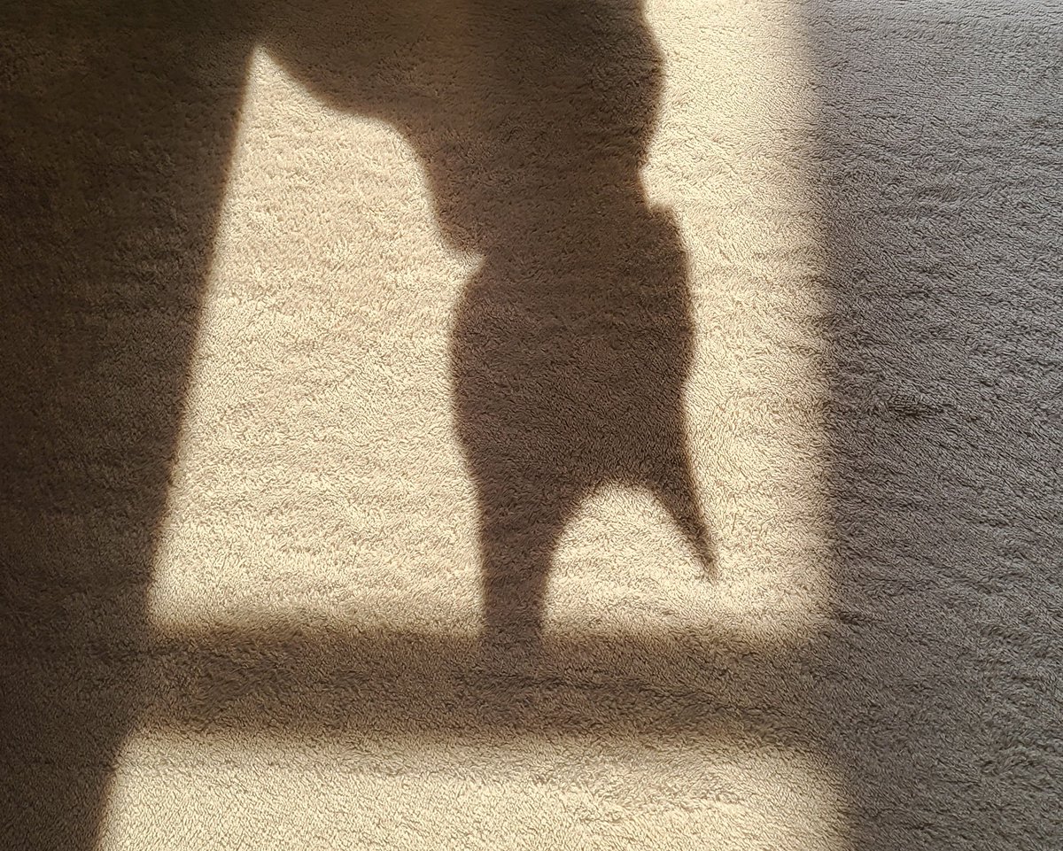 vermillionCD's tweet photo. ねこはいます https://t.co/3rWBJ4sXxG